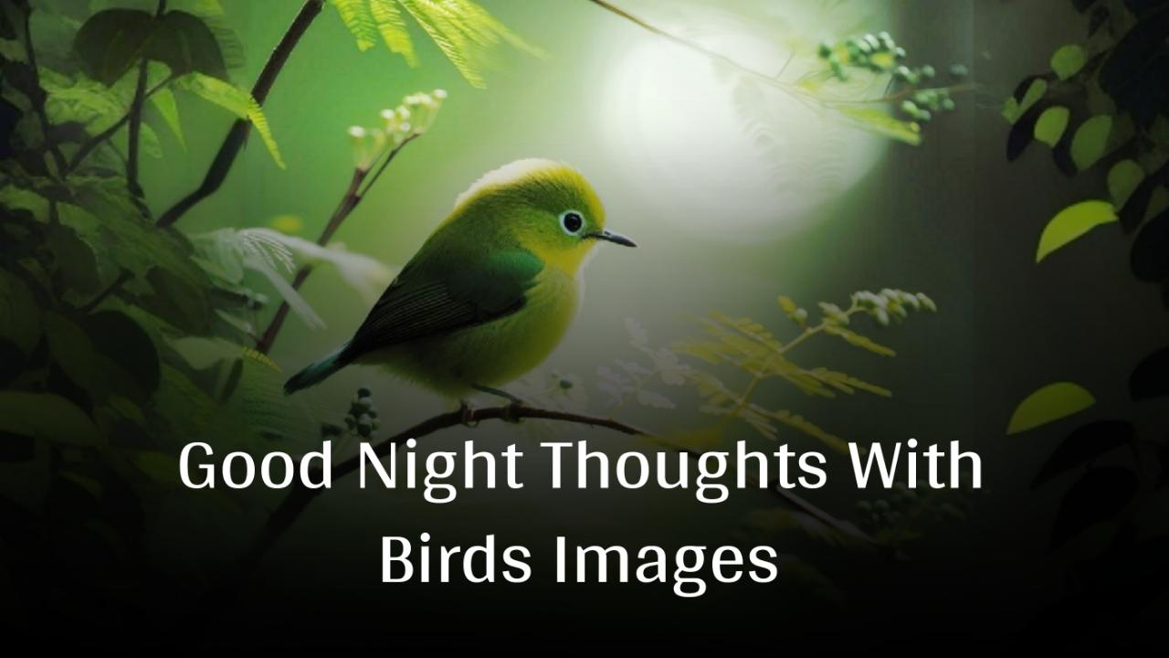 Good Night Thoughts With Birds Images