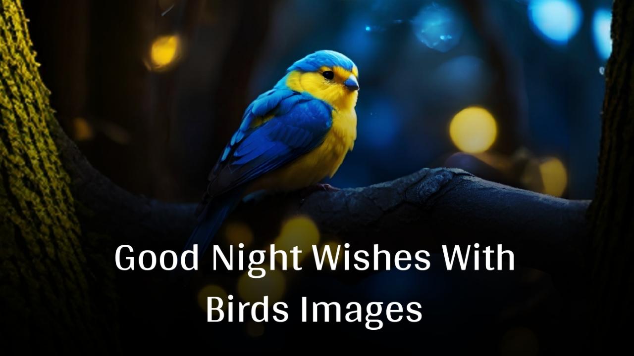 Good Night Wishes With Birds Images