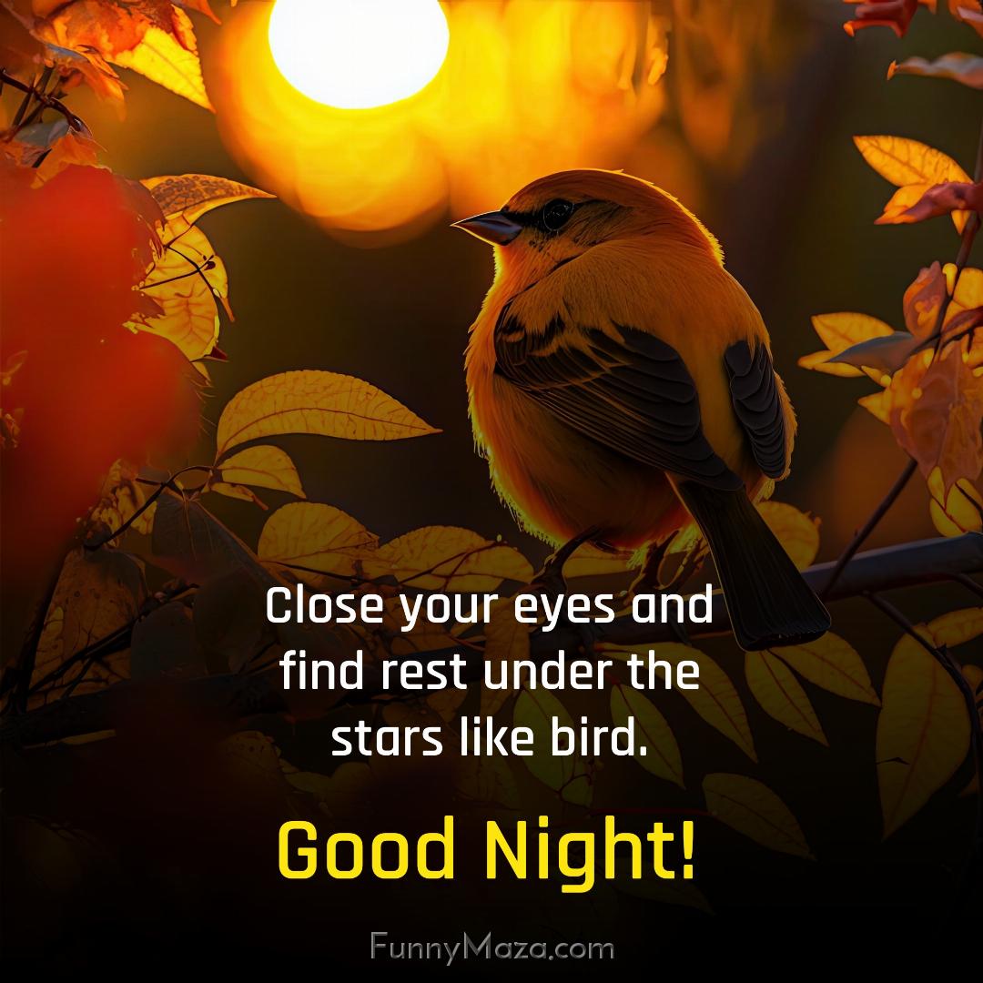 Close your eyes and find rest under the stars like bird