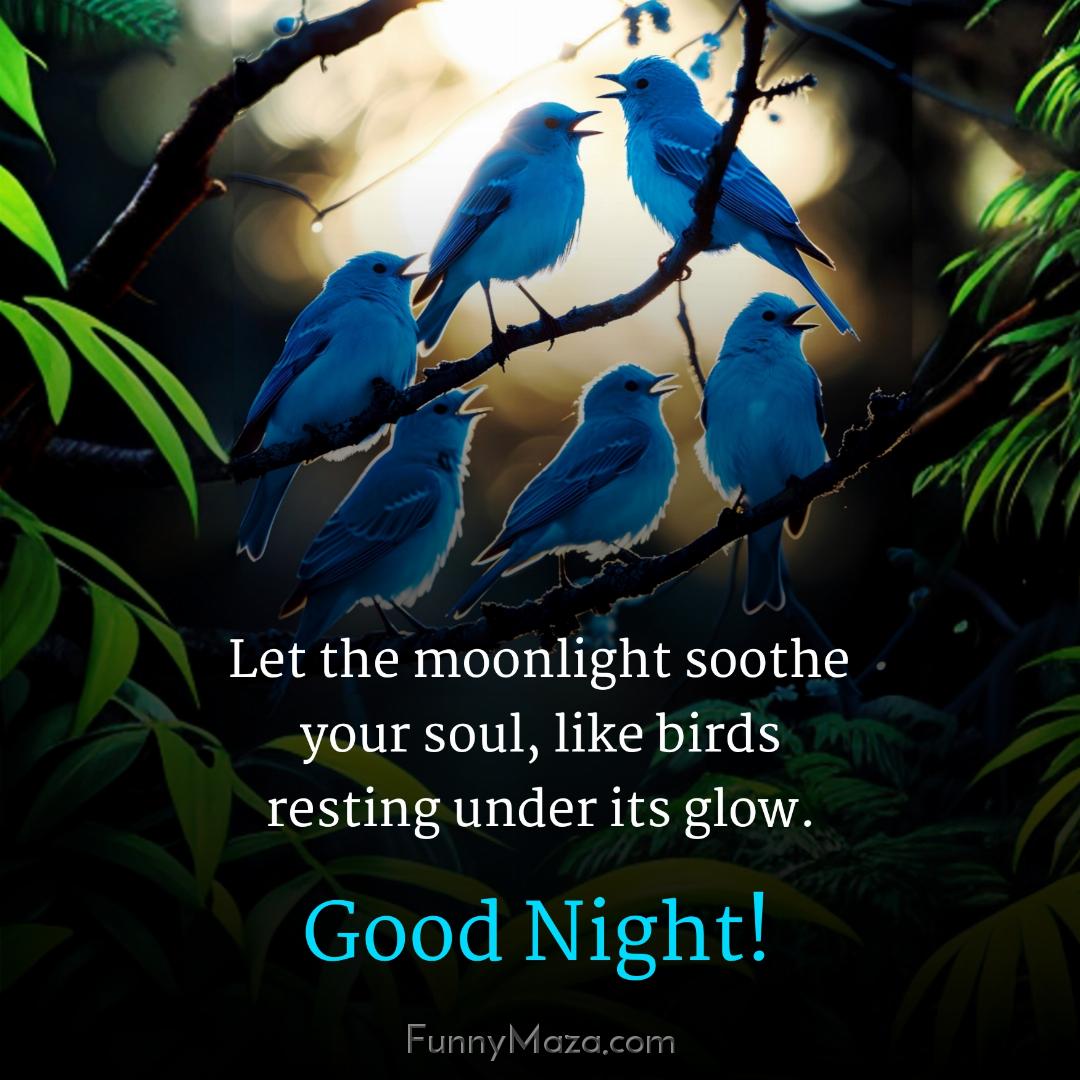 Let the moonlight soothe your soul like birds resting under its