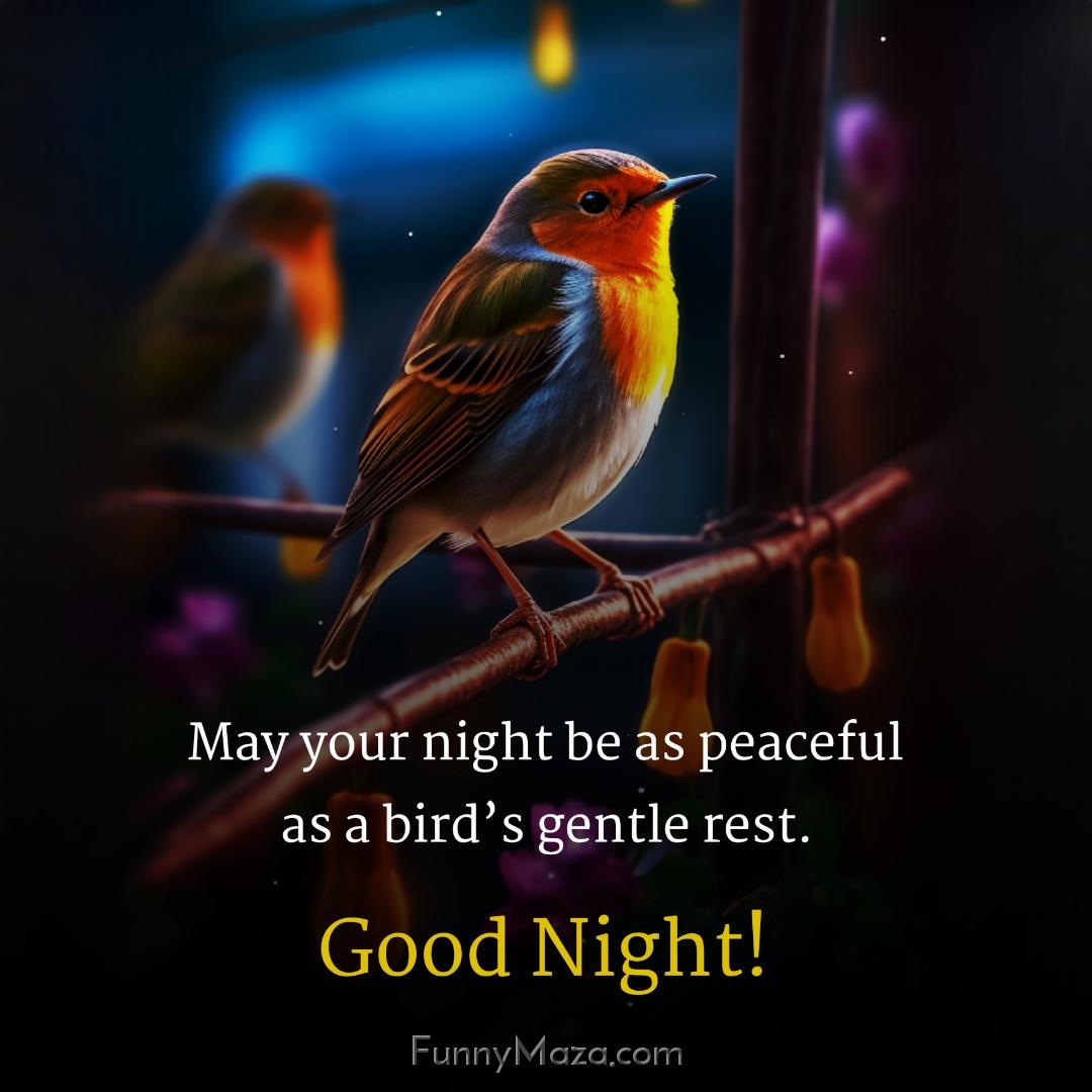 May your night be as peaceful as a bird’s gentle rest