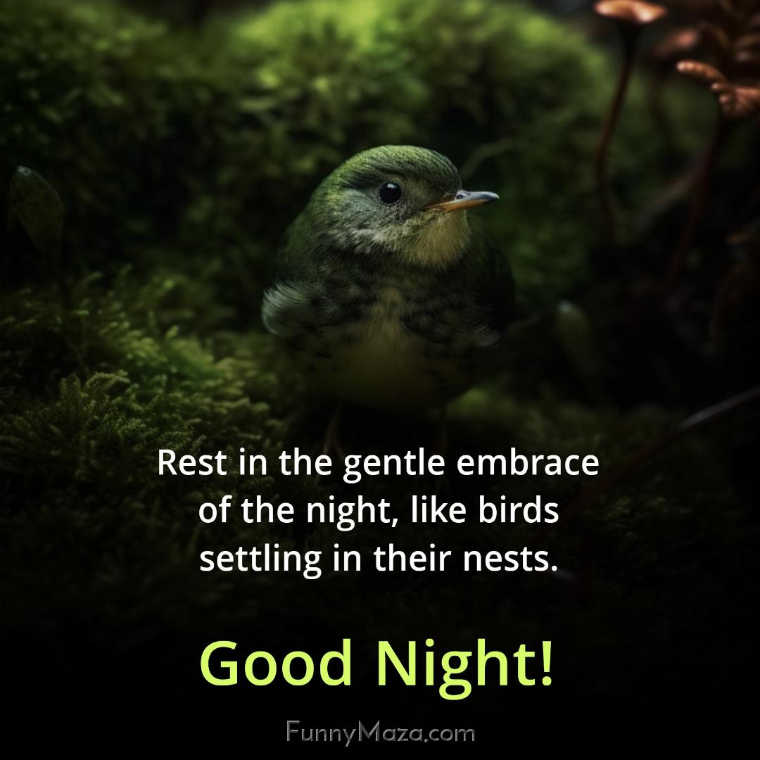 Rest in the gentle embrace of the night like birds settling