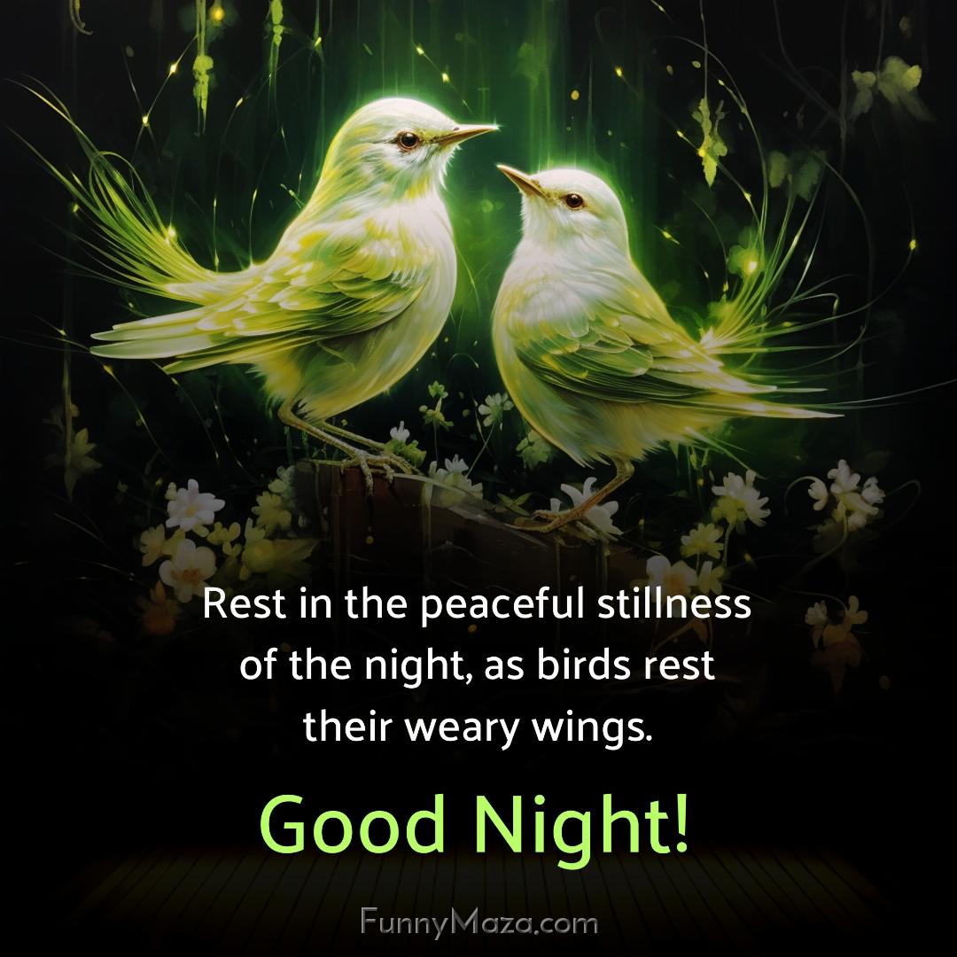 Rest in the peaceful stillness of the night as birds rest