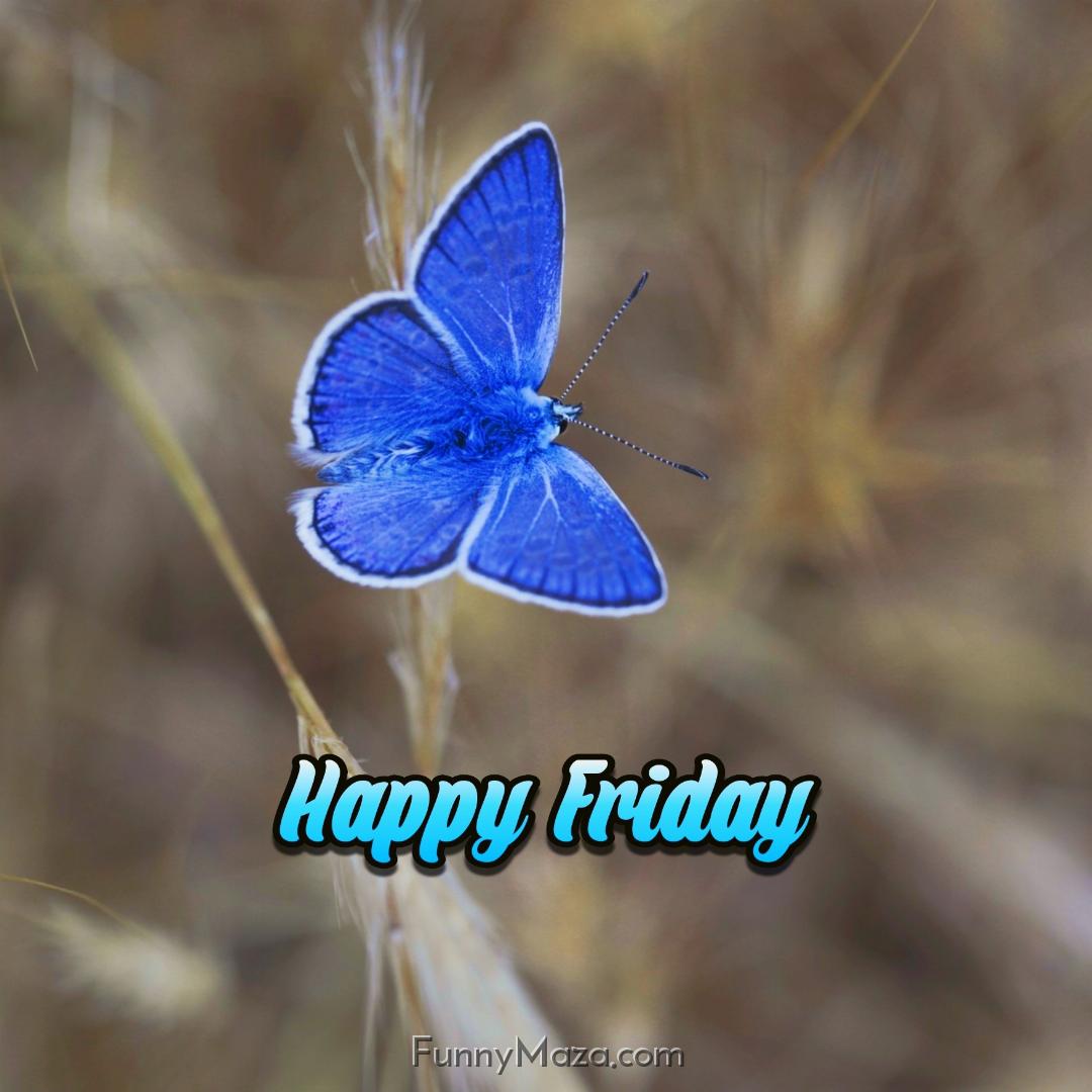 Beautiful Friday Butterfly Images