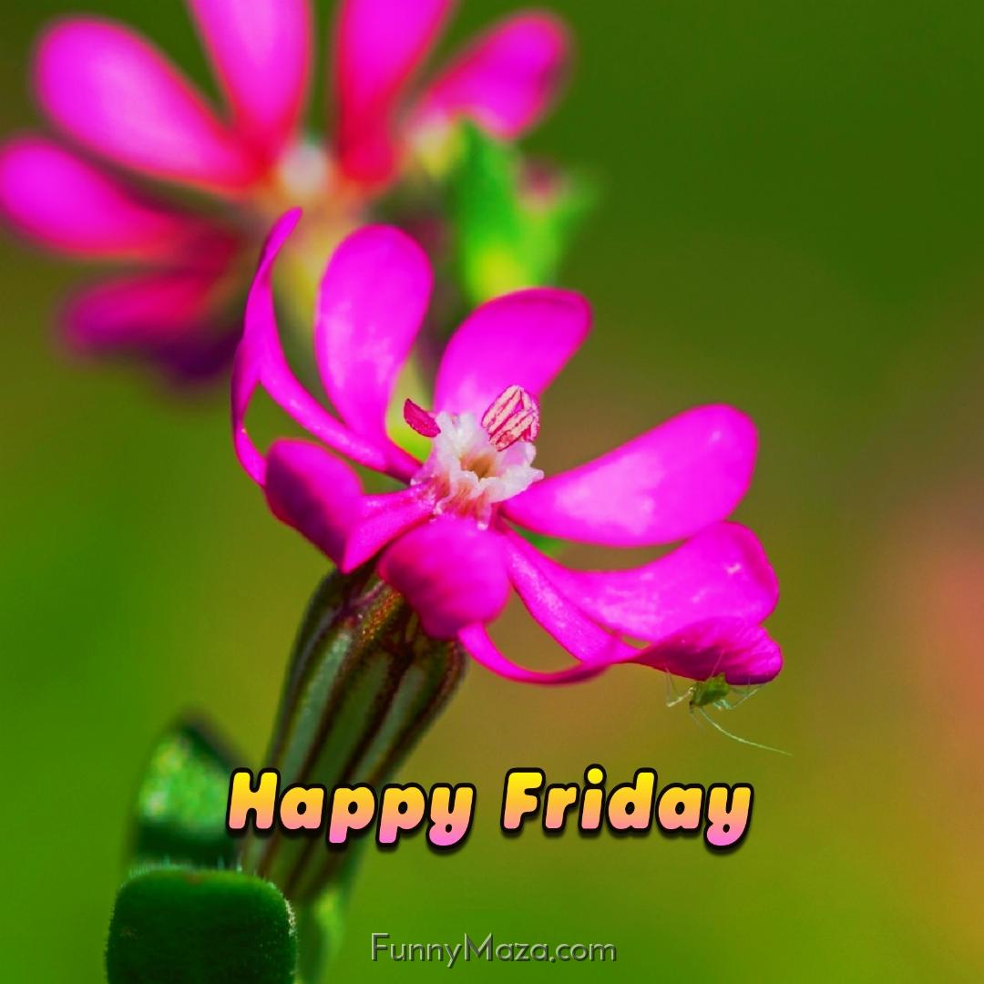 Beautiful Friday Flowers Images