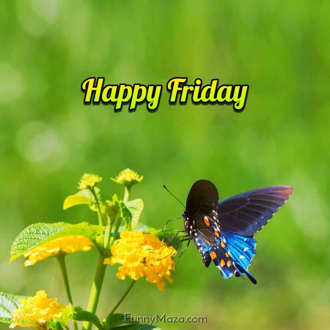 Happy Friday Butterfly 2024 Images