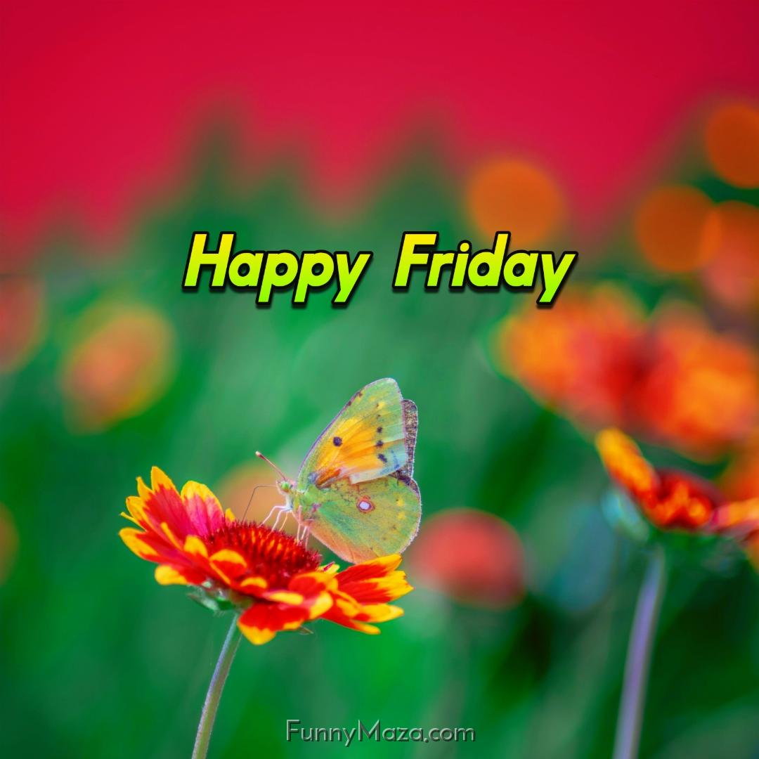 Happy Friday Butterfly Images