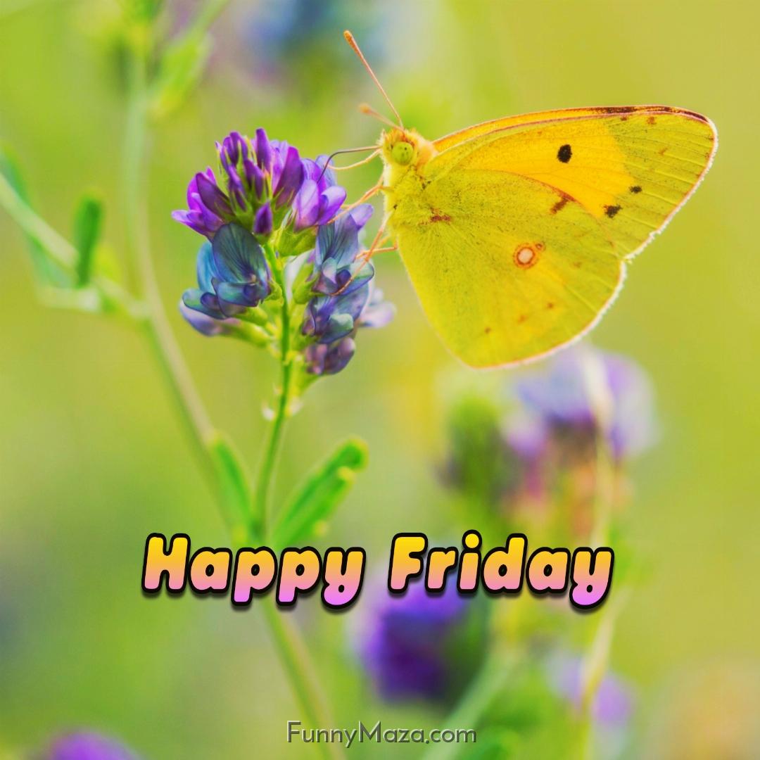 Happy Friday Butterfly Wallpaper