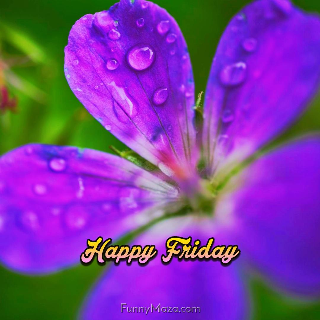 Happy Friday Dew Drops 2024 Images