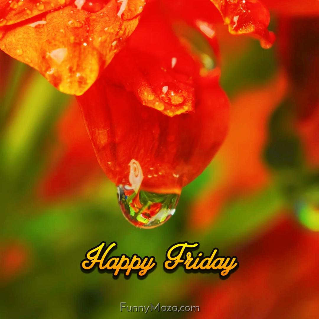 Happy Friday Dew Drops Wallpaper