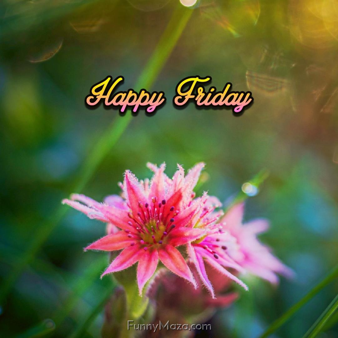 Happy Friday Flowers Wallpaper