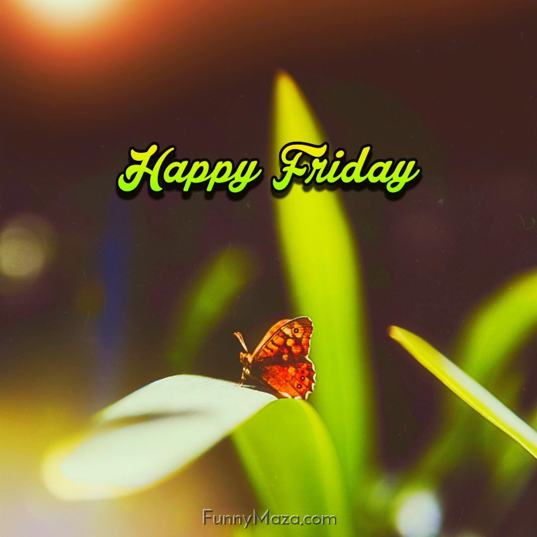 New Happy Friday Butterfly Images 2024 HD Download