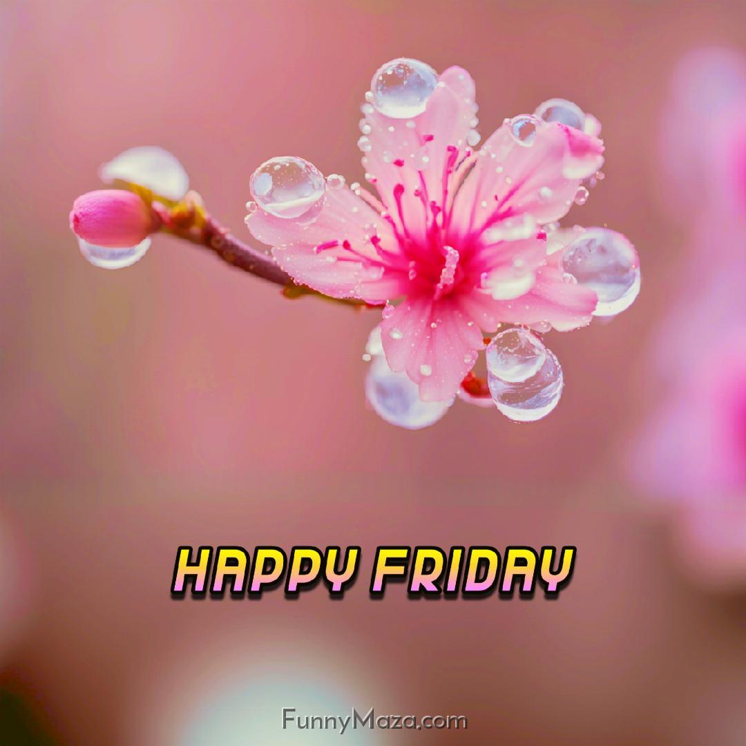 New Happy Friday Dew Drops Images 2024 HD Download