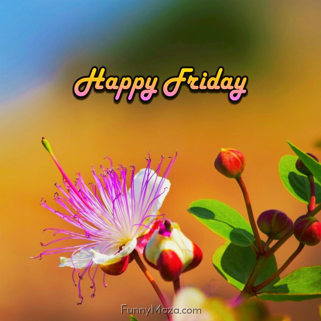 New Happy Friday Flowers Images 2024 HD Download