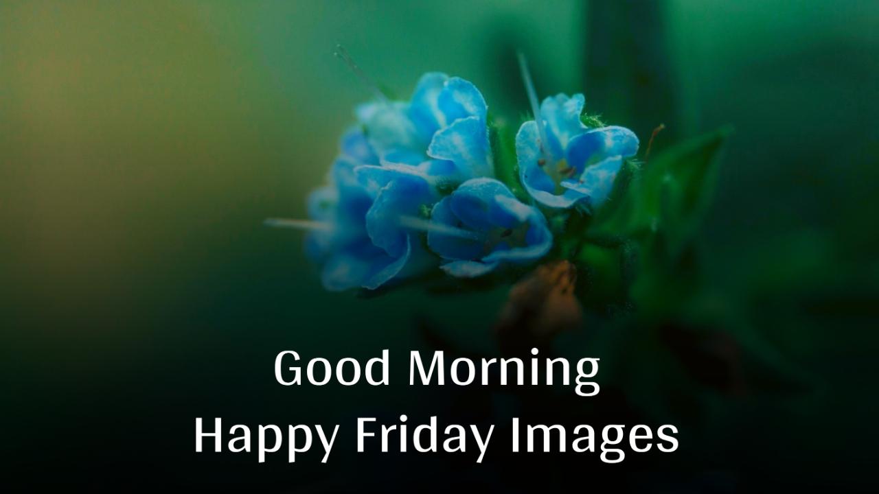 Beautiful Good Morning Happy Friday Images