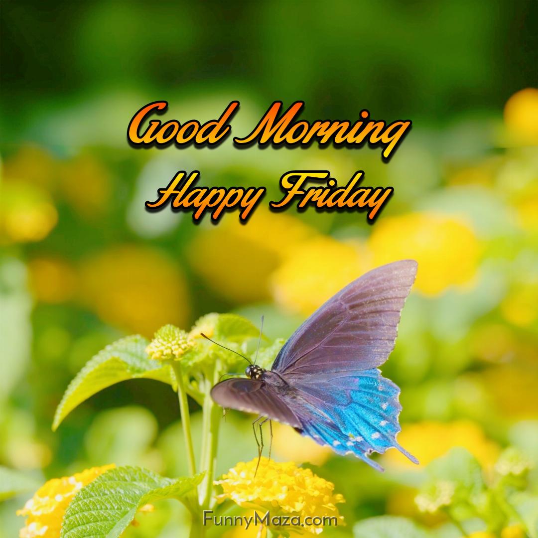 Beautiful Good Morning Happy Friday Butterfly Photos