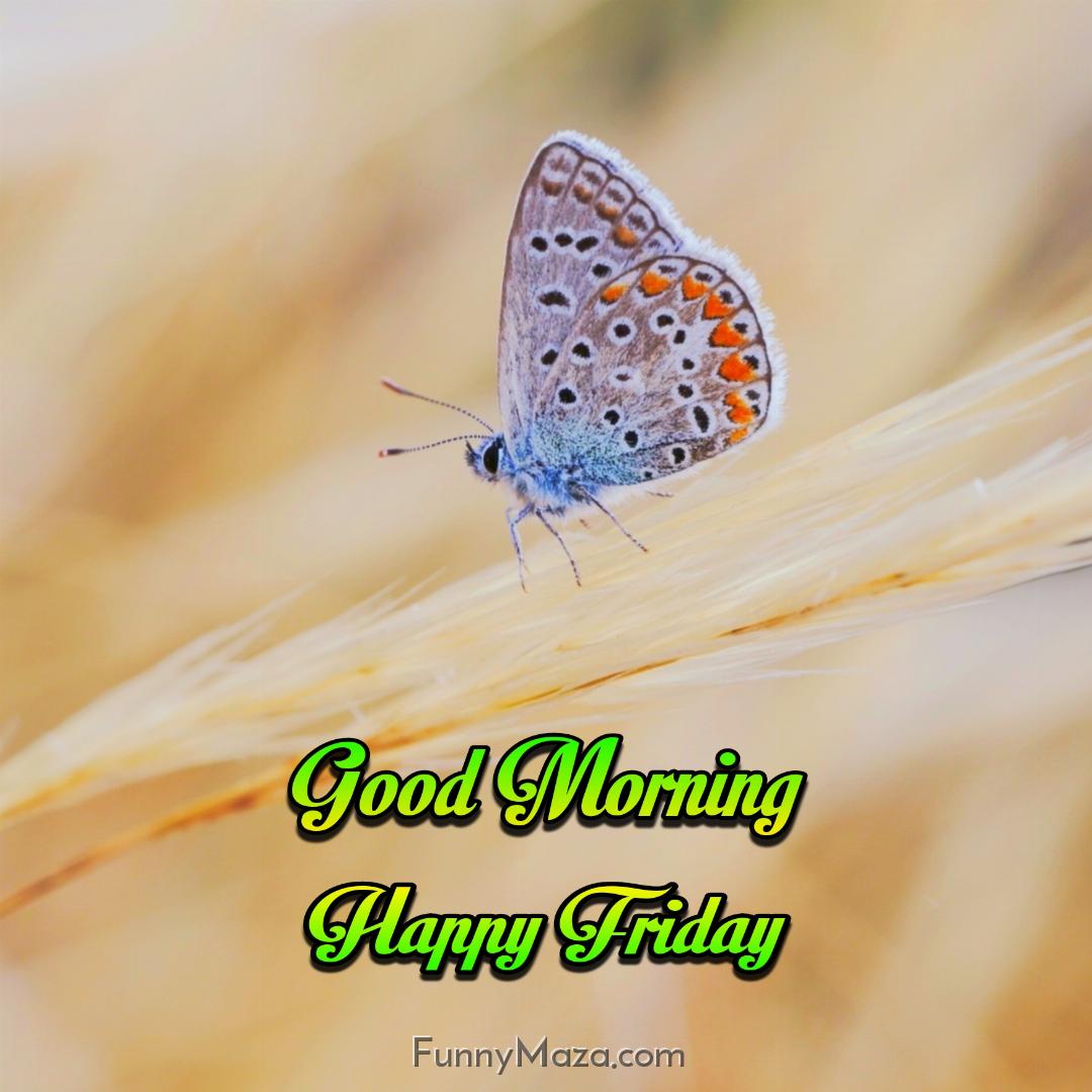 Good Morning Happy Friday Butterfly Images