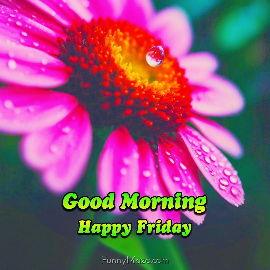 Good Morning Happy Friday Dew Drops Images