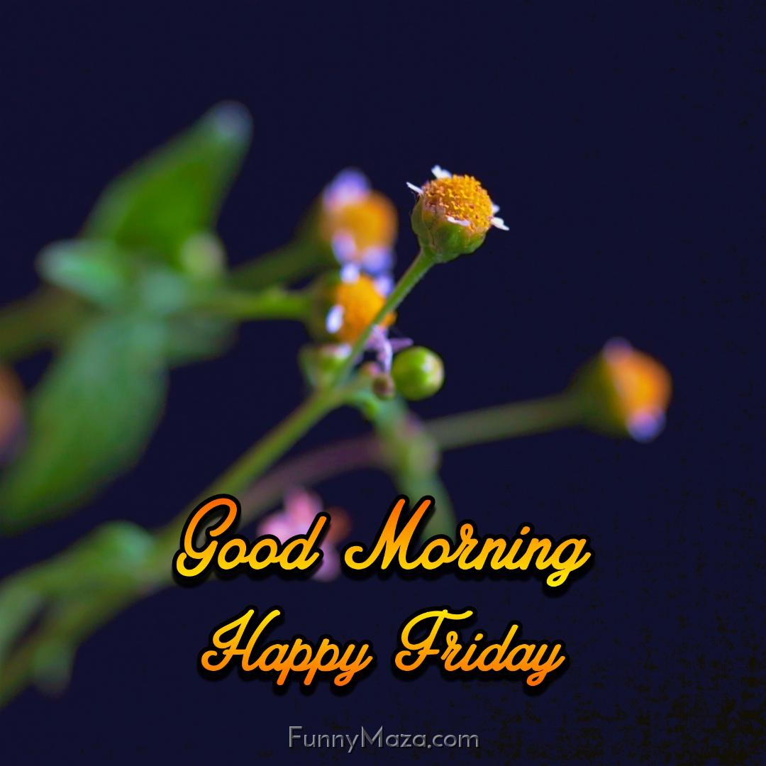 Good Morning Happy Friday Flowers 2024 Images