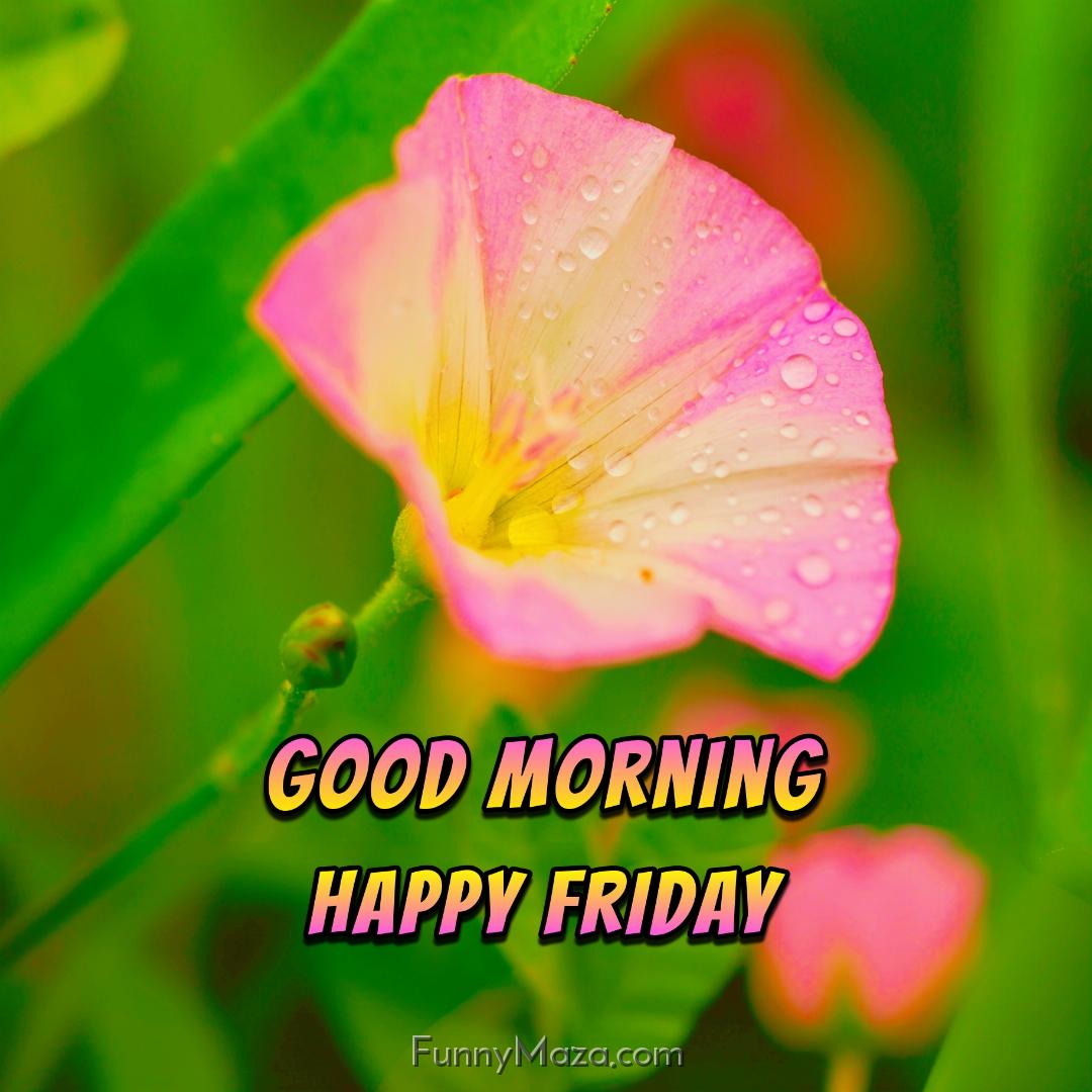 New Good Morning Happy Friday Dew Drops Images 2024 HD Download