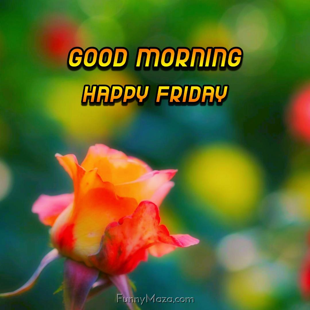 New Good Morning Happy Friday Flowers Images 2024 HD Download