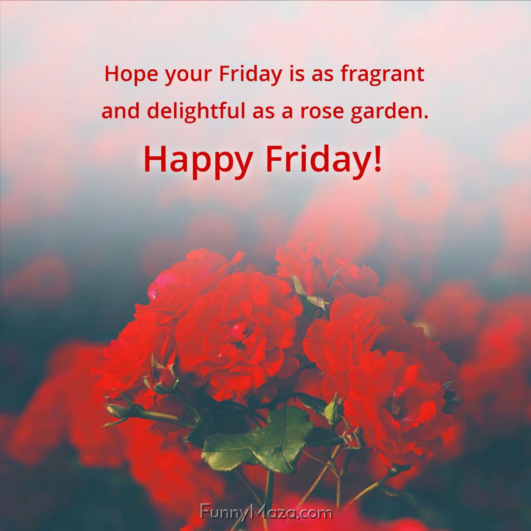 Hope your Friday is as fragrant and delightful as a rose