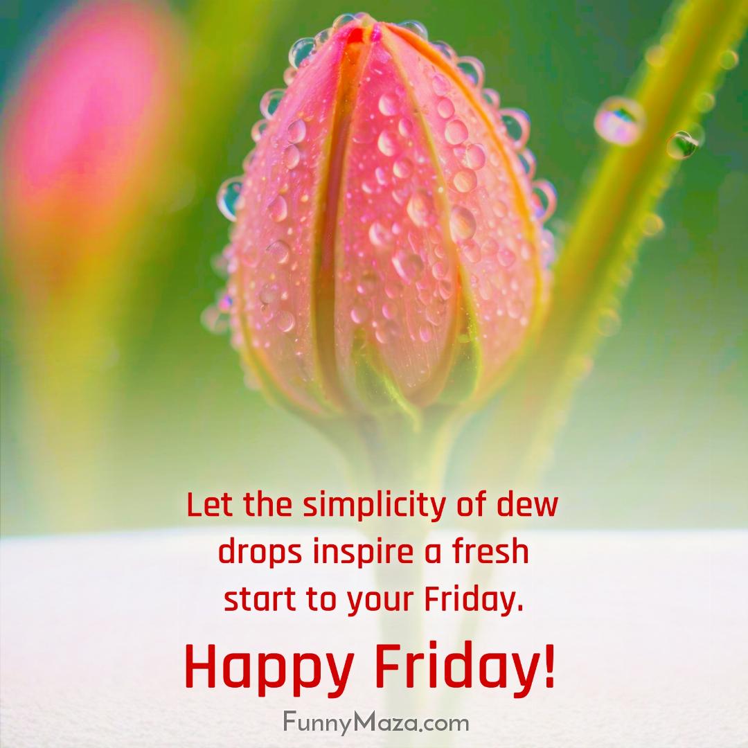 Let the simplicity of dew drops inspire a fresh start to