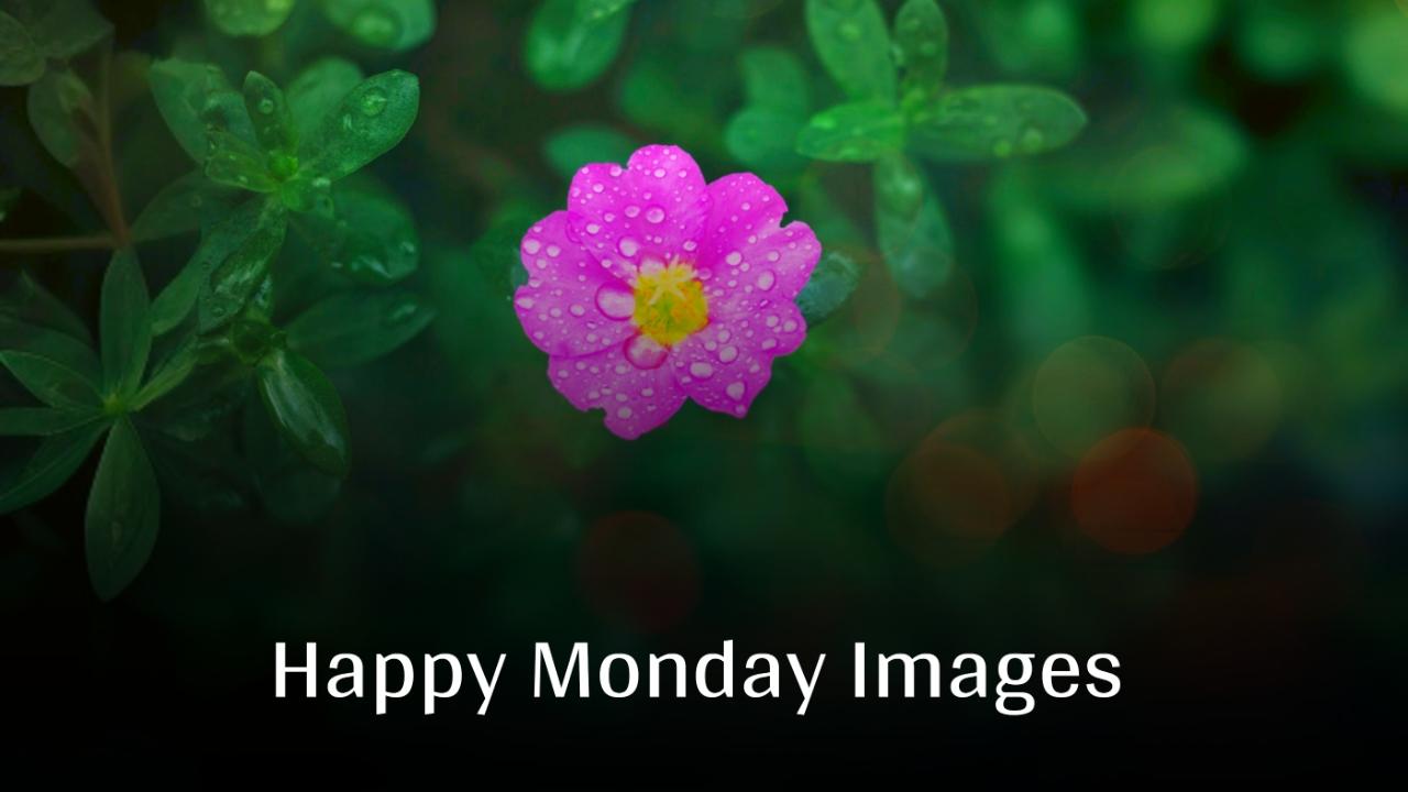 Beautiful Happy Monday Images