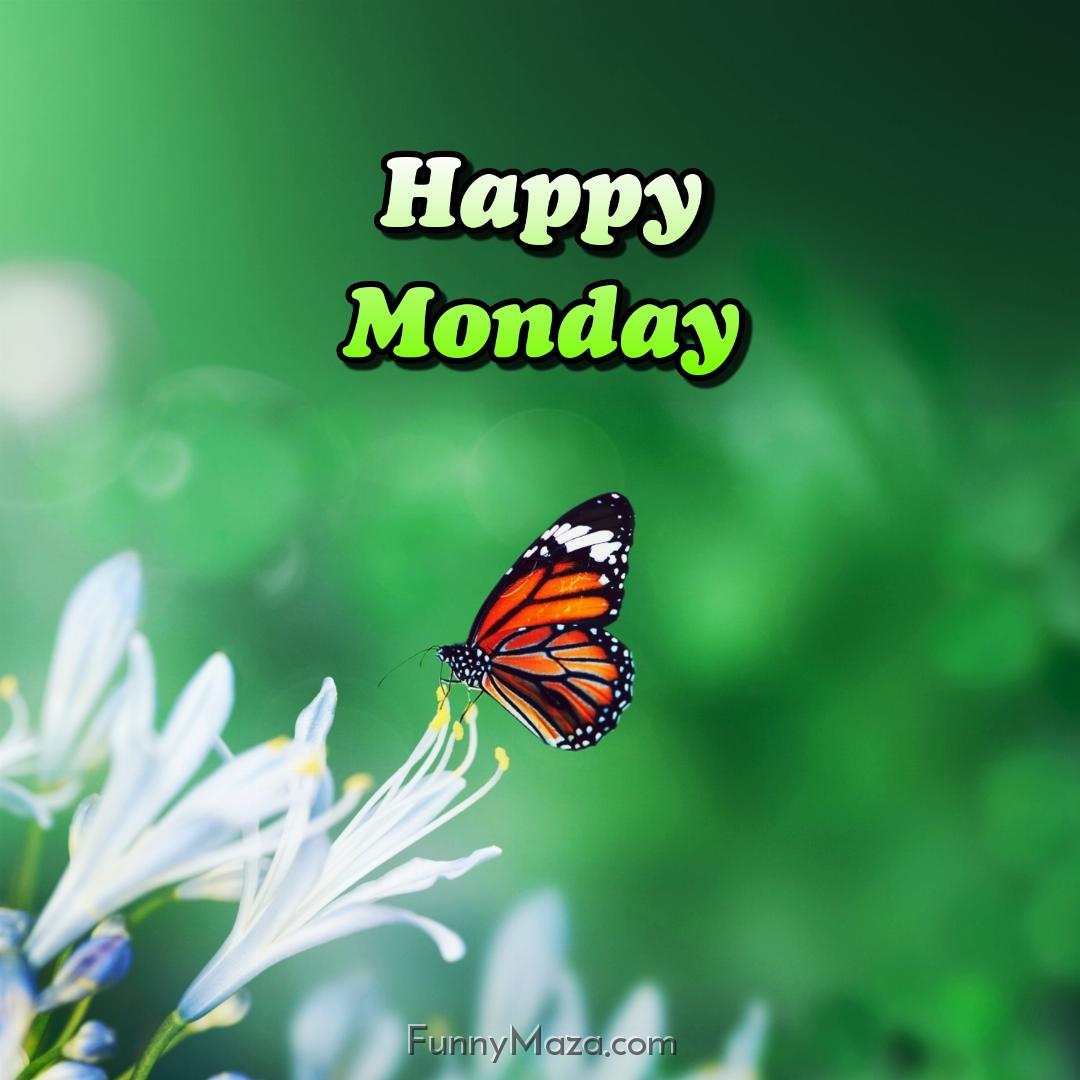 Beautiful Monday Butterfly Images