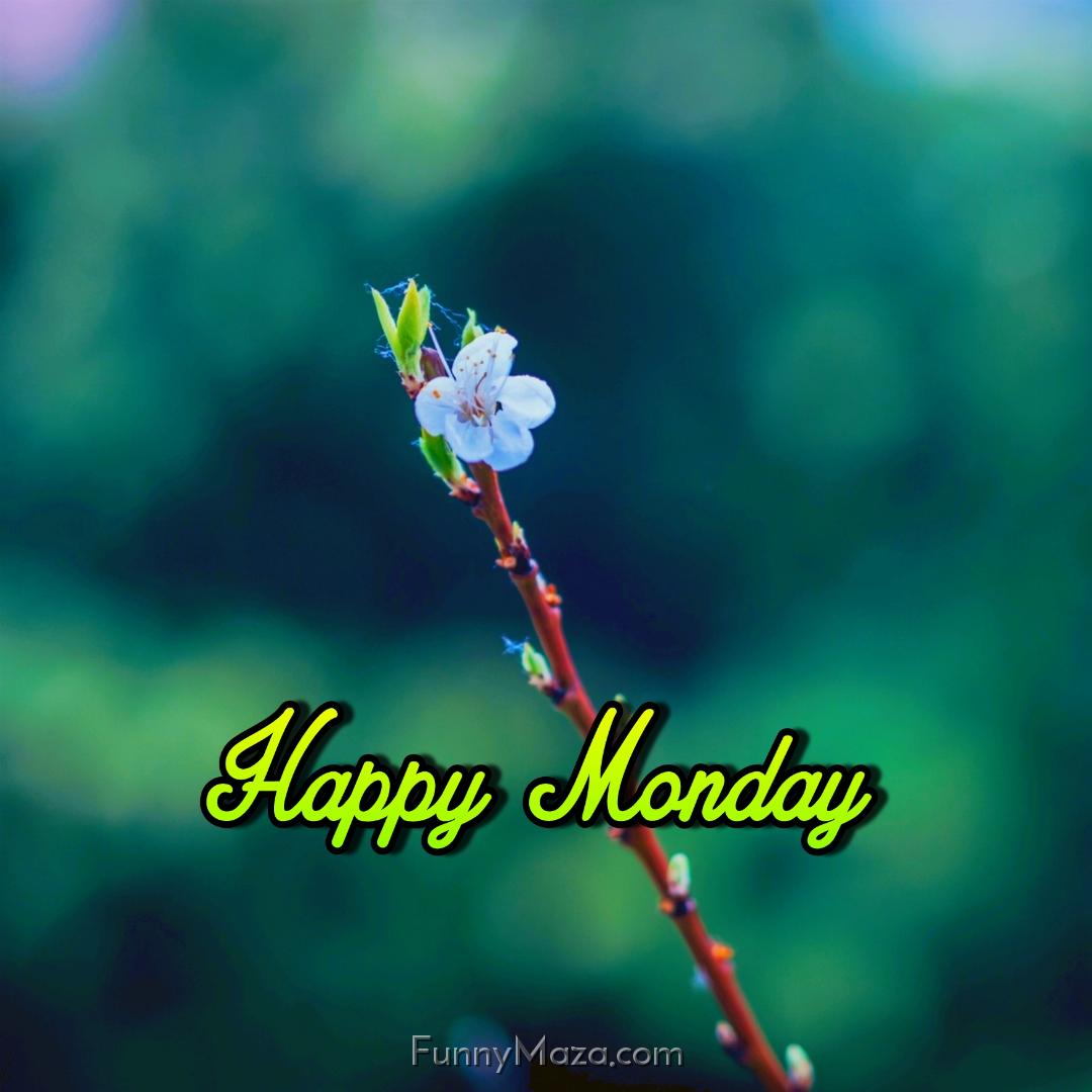 Beautiful Monday Flowers Images