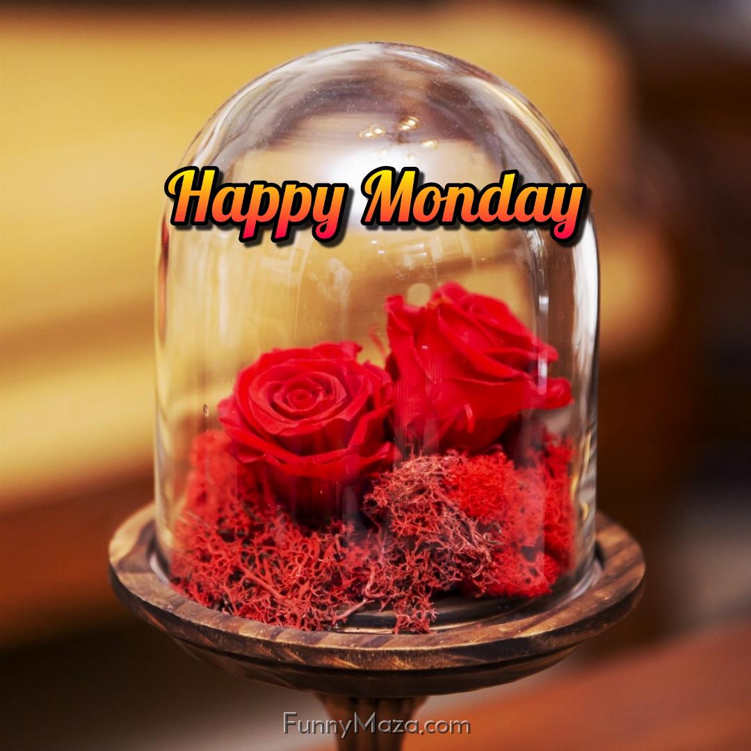 Beautiful Monday Rose Love Images