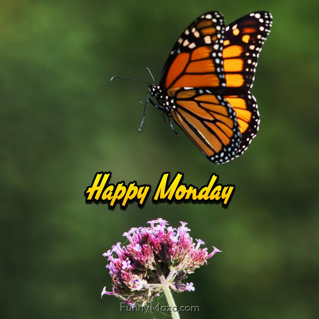 Happy Monday Butterfly Images