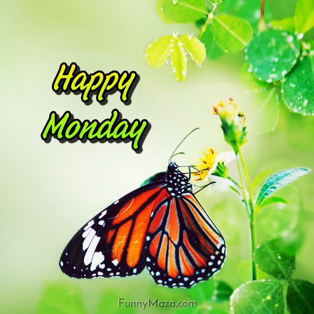 Happy Monday Butterfly Wallpaper