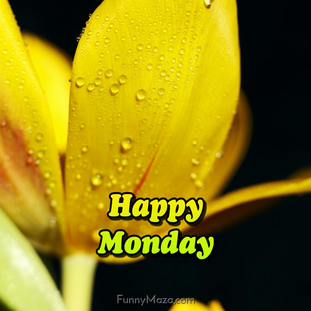 Happy Monday Dew Drops Wallpaper