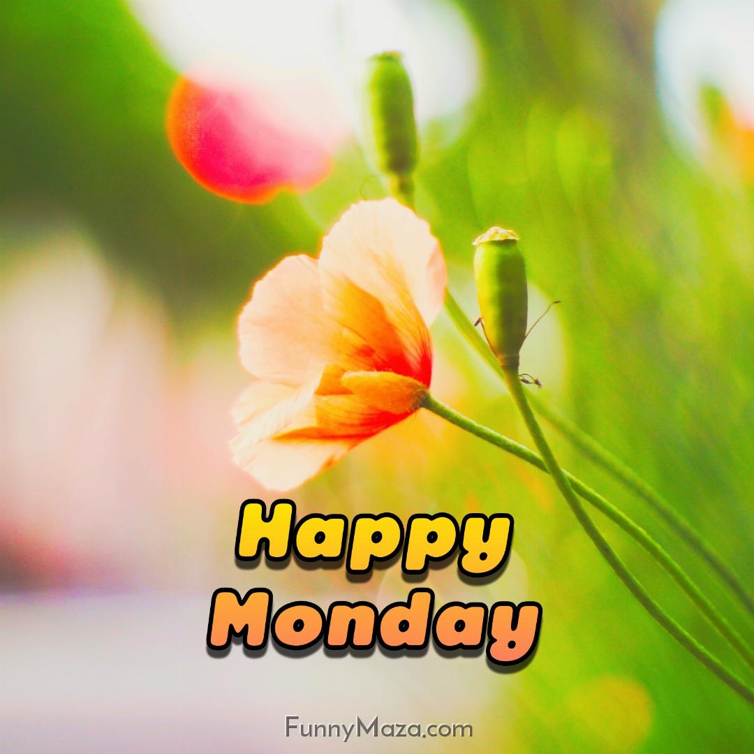 Happy Monday Flowers 2024 Images