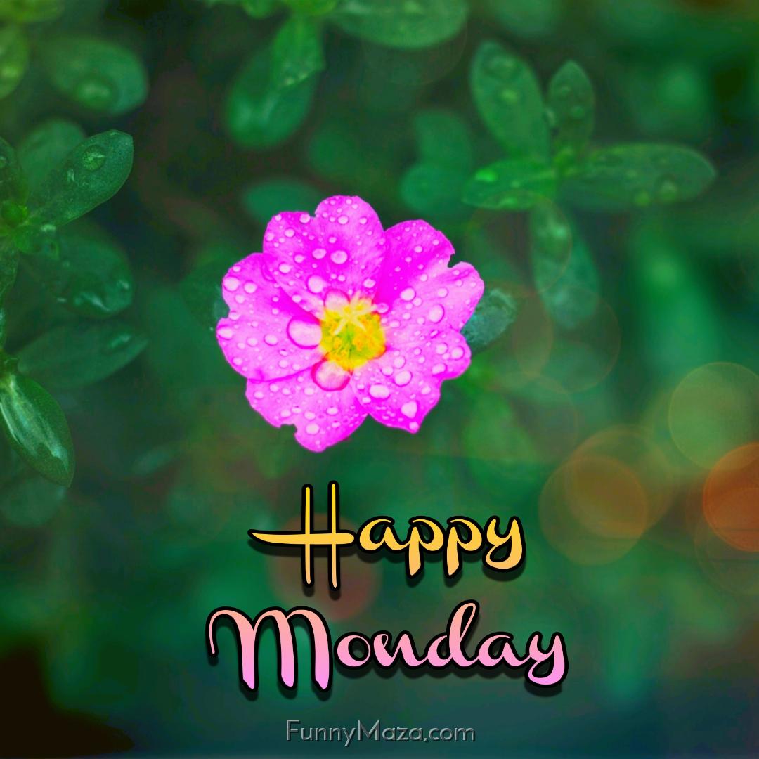 Happy Monday Flowers Images