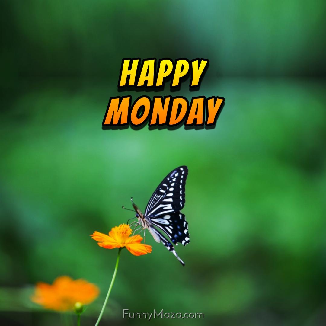 New Happy Monday Butterfly Images 2024 HD Download