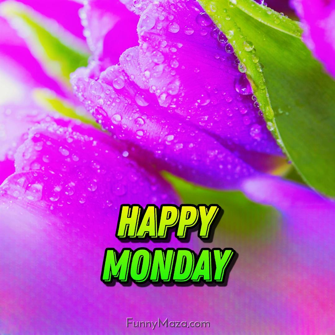 New Happy Monday Dew Drops Images 2024 HD Download