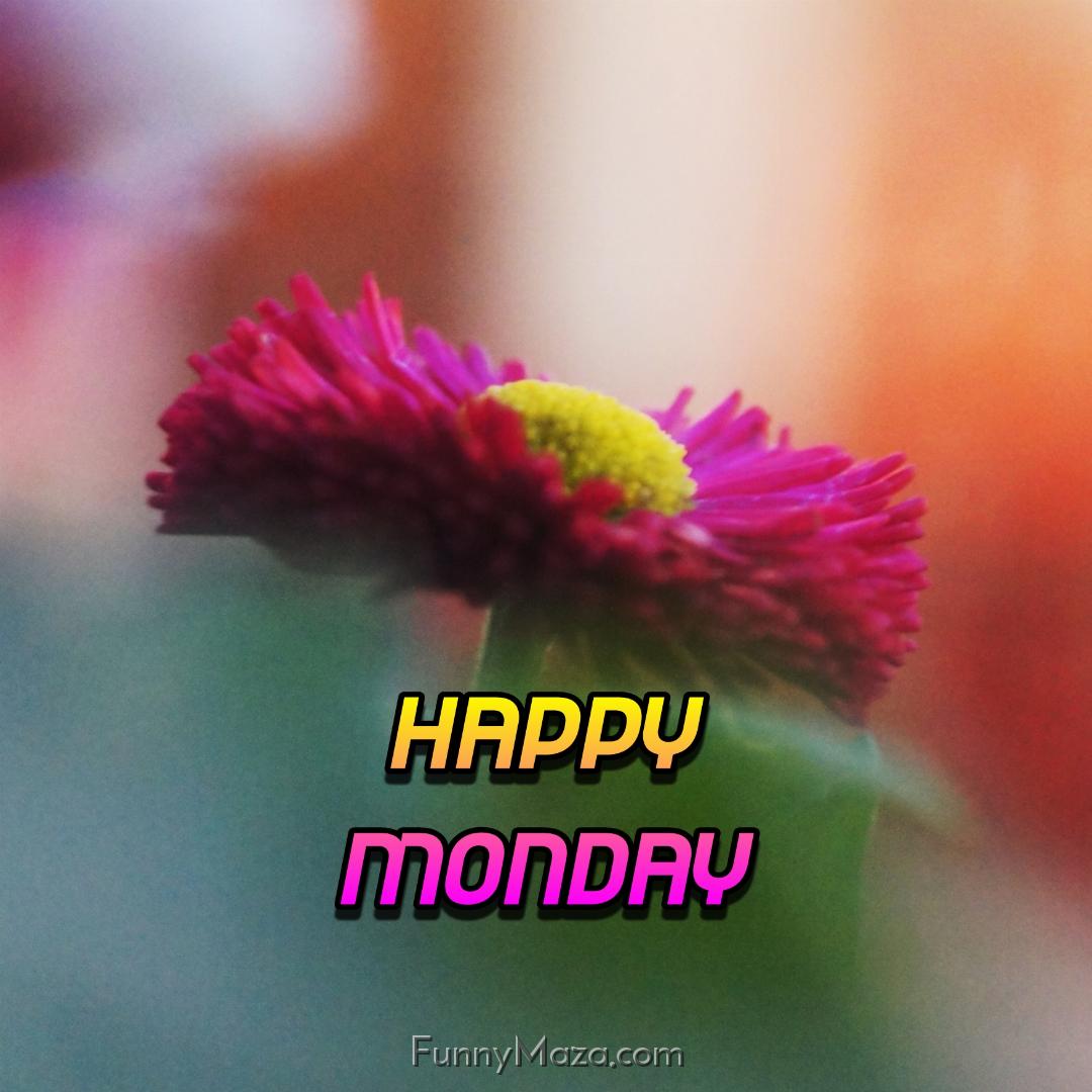 New Happy Monday Flowers Images 2024 HD Download