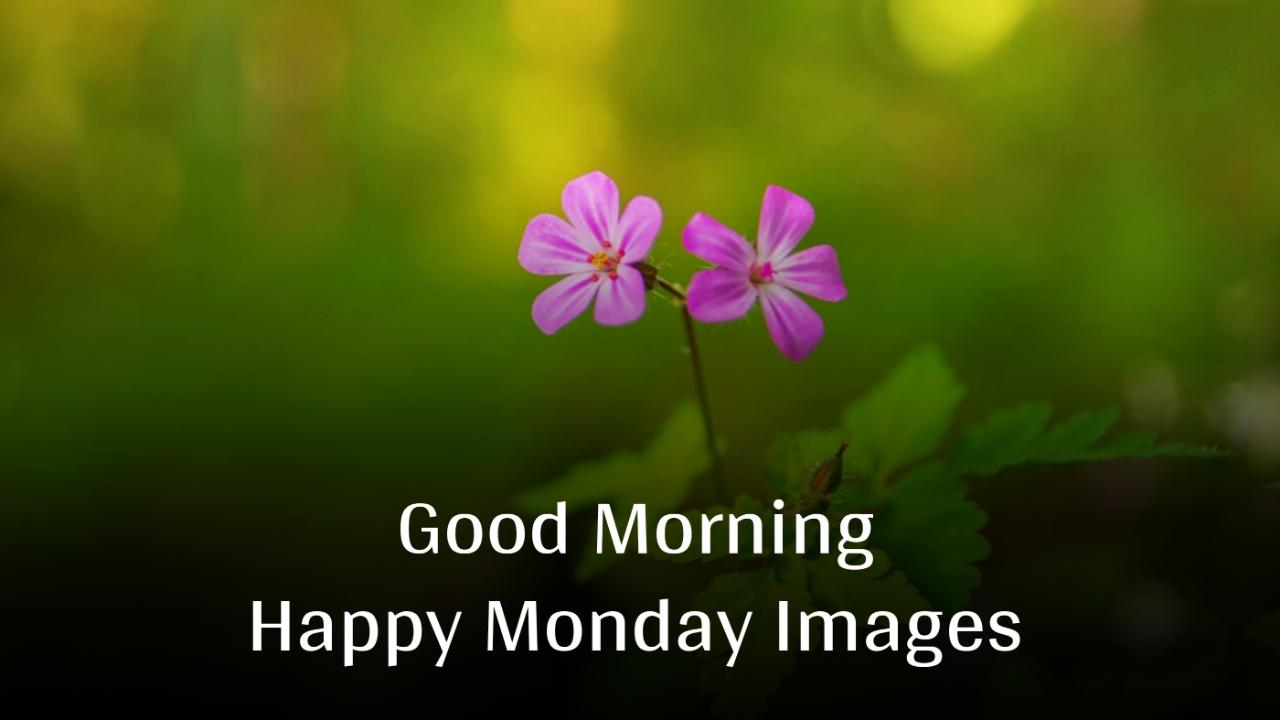 Beautiful Good Morning Happy Monday Images