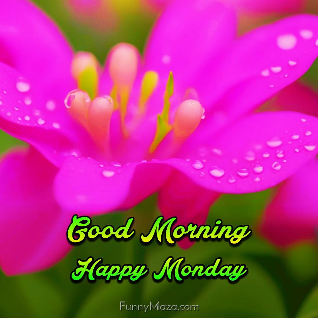 Beautiful Good Morning Happy Monday Dew Drops Photo