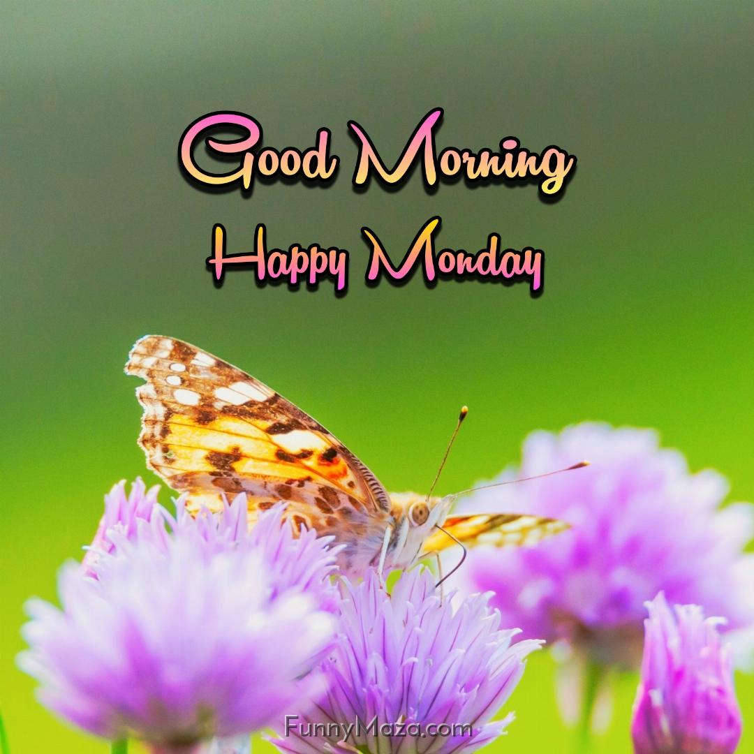 Good Morning Happy Monday Butterfly 2024 Images