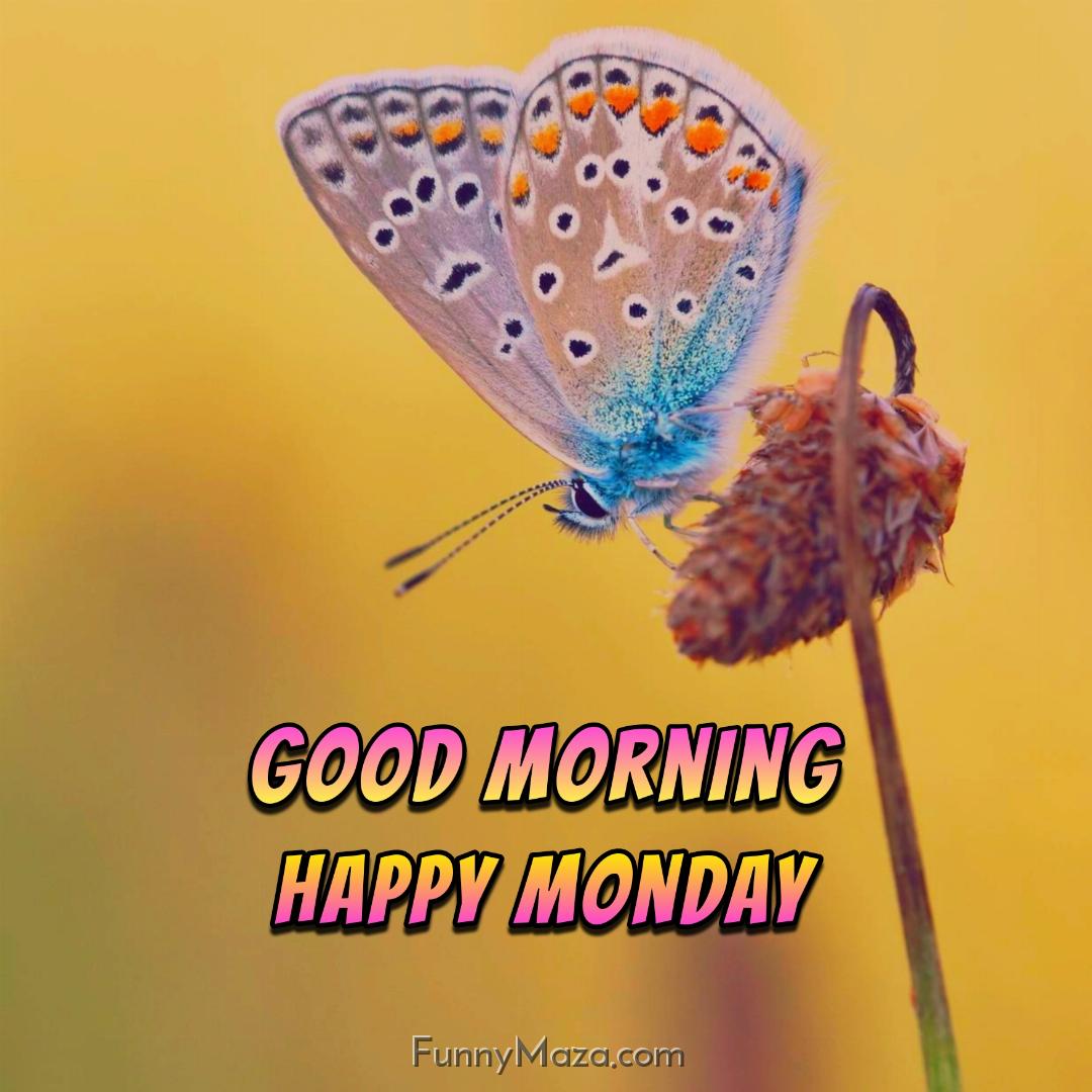 Good Morning Happy Monday Butterfly Images