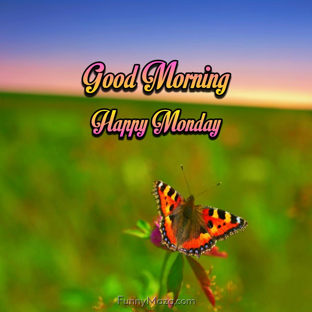 Good Morning Happy Monday Butterfly Wallpaper