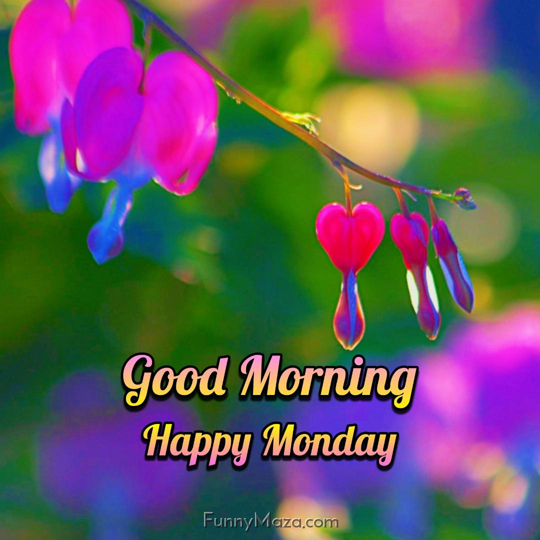 Good Morning Happy Monday Dew Drops Images