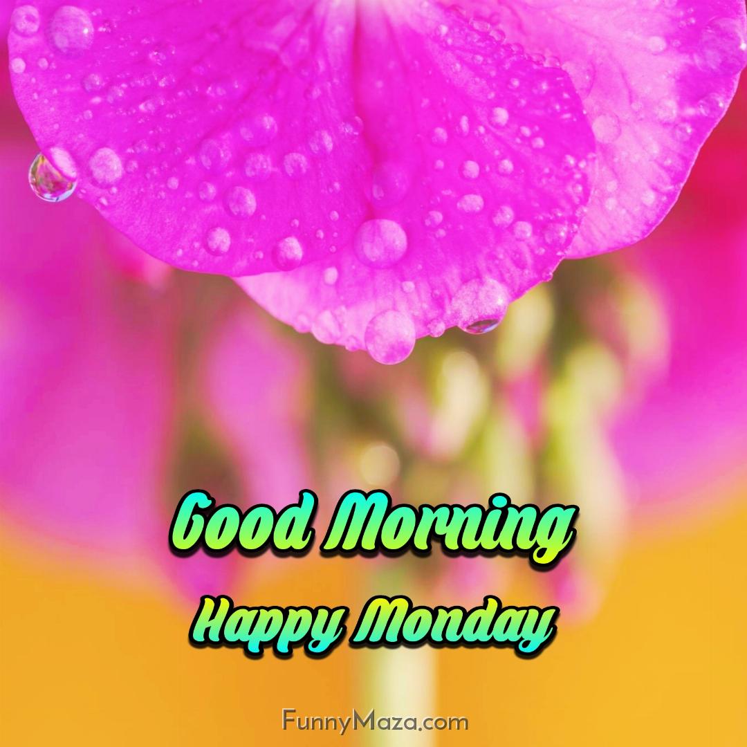 Good Morning Happy Monday Dew Drops Wallpaper