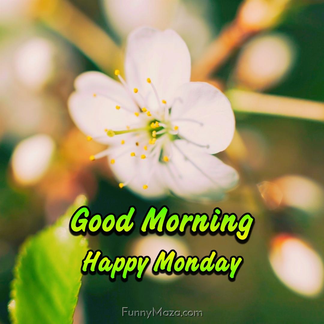 Good Morning Happy Monday Flowers Images