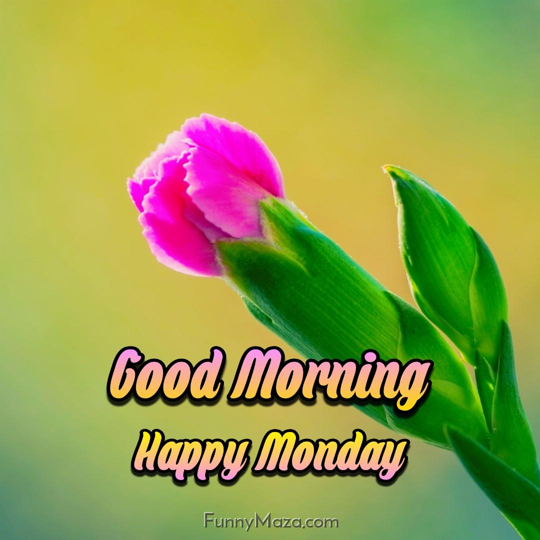 Good Morning Happy Monday Flowers Wallpaper