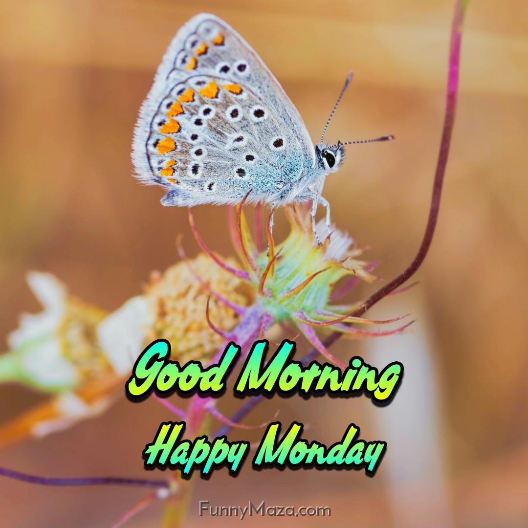 New Good Morning Happy Monday Butterfly Images 2024 HD Download