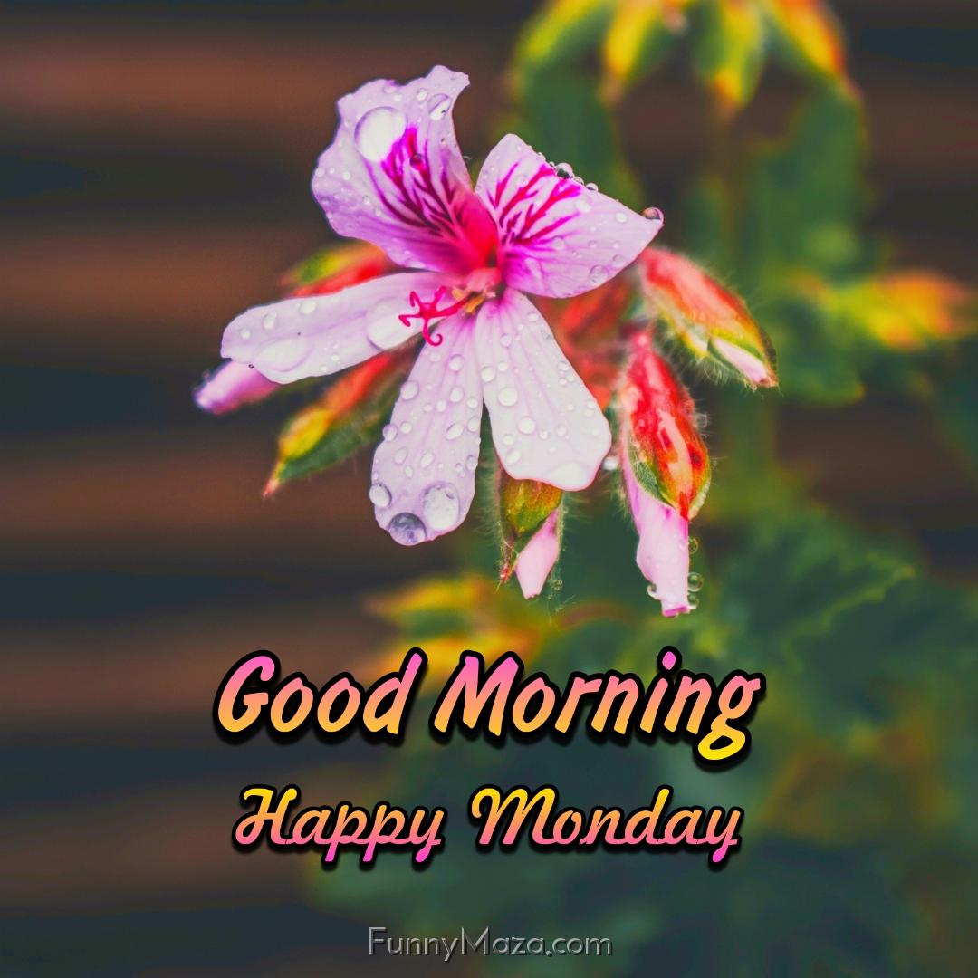 New Good Morning Happy Monday Flowers Images 2024 HD Download